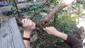 ЛЕЧЕНИЕ САДА/ ЗАМАЗКА ВОССТАНОВИТЬ КОРУ ЗАЛЕЧИТ РАНЫ БОЛЬНЫХ ДЕРЕВЬЕВ