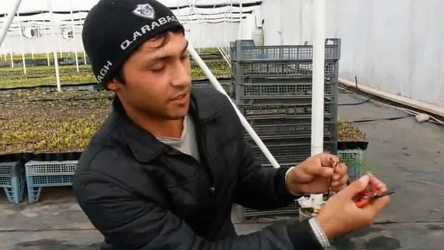 Leylandi(Cupressocyparis) ağacının artırılmasi//Aqranom Miri смотреть онлайн