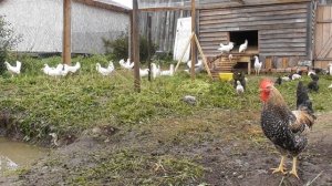 Наш птичий двор, куры, гуси, индоутки