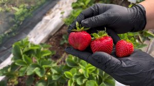 Клубника сорт «Дали"