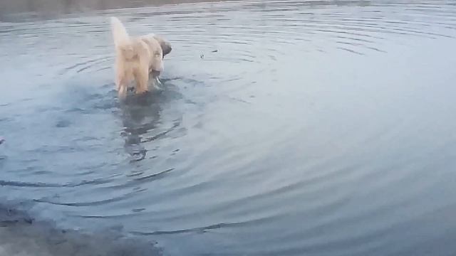 Знакомство//собаки //сенбернар смотреть онлайн