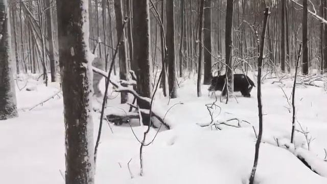Кабан охотится на человека смотреть онлайн