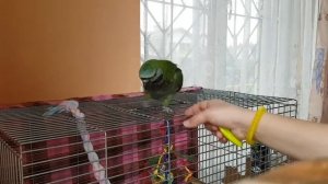 Китайский кольчатый попугай выполняет трюки, прогресс дрессировки за 1,5 месяца, 14 ноября 2018