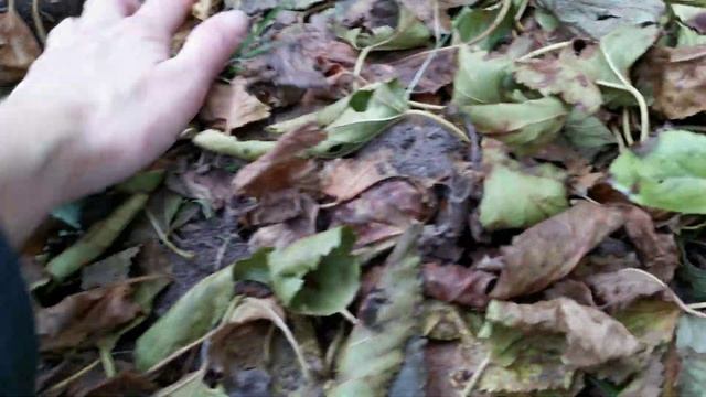 Лисы готовятся к зиме смотреть онлайн