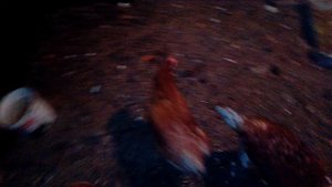 Куры-несушки! Все что нужно знать новичку.