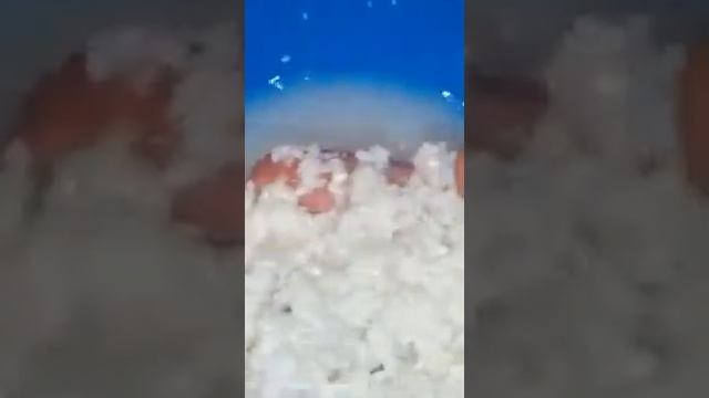 Внимание!Пластиковый рис! смотреть онлайн