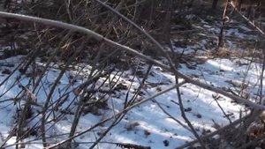 Аморфа кустарниковая, размножение черенками.