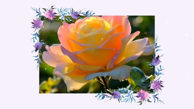 Розы для настроения смотреть онлайн