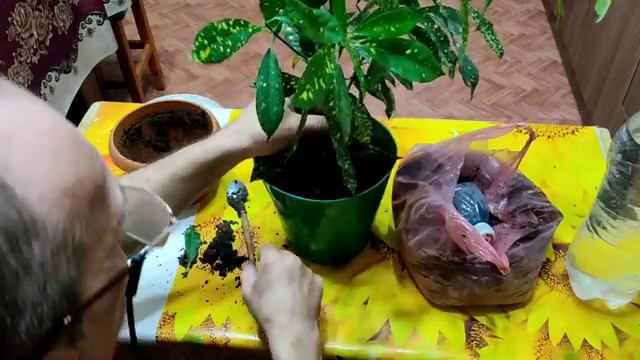 Как пересадить Кодиеум. смотреть онлайн