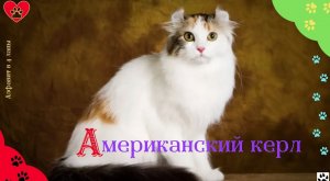 Алфавит в 4 лапы/А: Американский Керл/История породы/характер/отличительные черты и качества