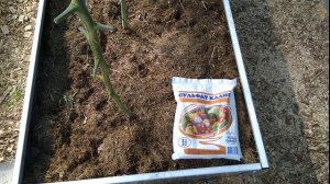 Чем подкормить томаты в июле - августе, что бы они были сладкие как мед.