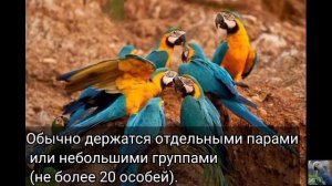 Сине - жёлтый ара (англ. Blue-and-yellow macaw)