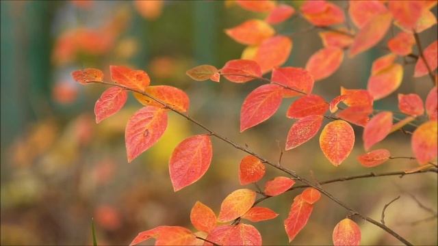 Осенний Лес: Прогулка Среди Увядших Листьев смотреть онлайн