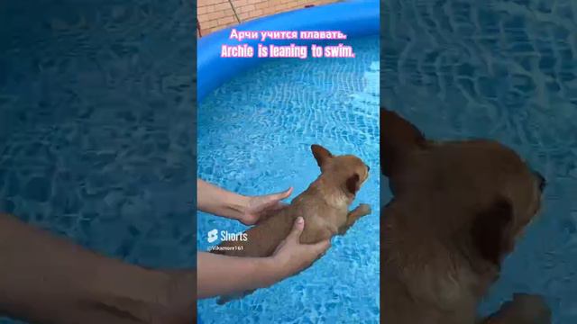 Чихуахуа Арчи учится плавать. Chihuahua Archie is learning to swim. #animals #dog #животные