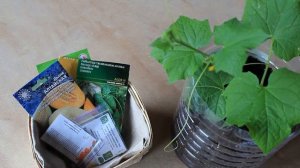 СУПЕР СПОСОБ ЗАКАЛИВАНИЯ СЕМЯН ОГУРЦОВ И ТЫКВЕННЫХ ! ПРОГРЕВАНИЕ СЕМЯН ПЕРЕД ПОСАДКОЙ !