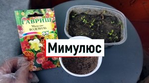 Цветы МИМУЛЮС ВОДЕВИЛЬ, которые нужно обязательно посадить. Пикировка цветов. Цветение вс