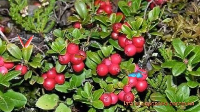 Брусника обыкновенная Мисс Черри (miss cherri) ? обзор: как сажать, саженцы брусники Мисс Черри смотреть онлайн