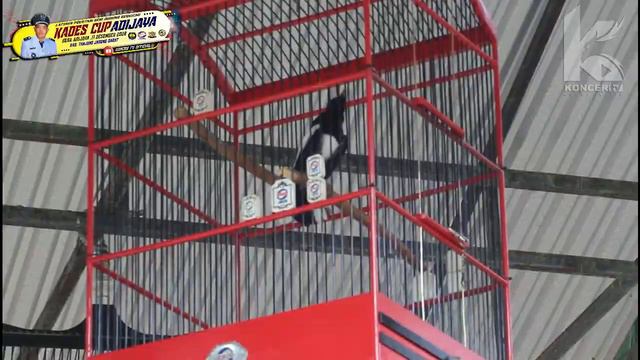 💥💥INI KACER BOLEH DILIRIK BO😱S !!! | KACER ANDES MILIK PAKDE WEL WES | KADES CUP ADIJAYA 2022 |