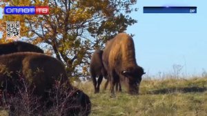 В парке «Донецкий кряж» пополнилось поголовье американских бизонов