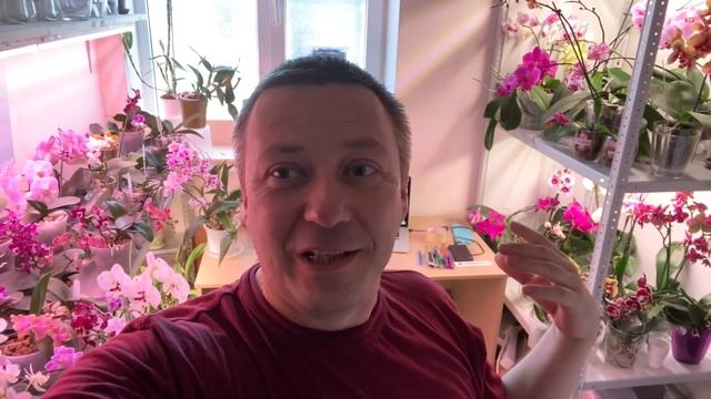 мой БОЛЬШОЙ ПОЛИВ ОРХИДЕЙ как поливаю орхидеи фаленопсисы