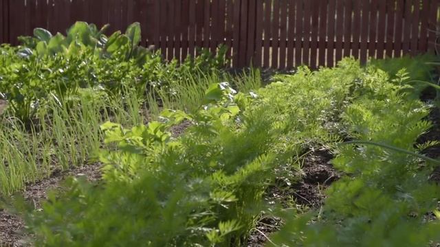 Лук-севок. КАК ПОДГОТОВИТЬ к ПОСАДКЕ весной для большого урожая. Сделайте так, не пожалеете! смотреть онлайн