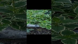1000028147.mp4 Садовые радости