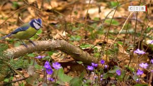 Ночная жизнь обитателей Бузулукского бора и самая голосистая синица
