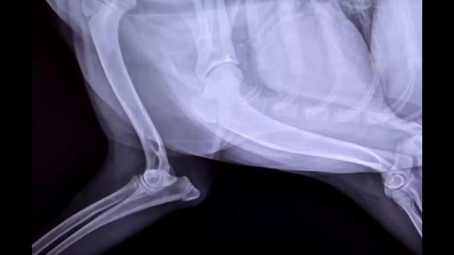 В ПРИЮТЕ РЕШИЛИ УСЫПИТЬ СОБАКУ СО СЛОМАННОЙ ЛАПОЙ, НО ЗА 5 МИНУТ ДО ПРОЦЕДУРЫ СЛУЧИЛОСЬ ЭТО! смотреть онлайн