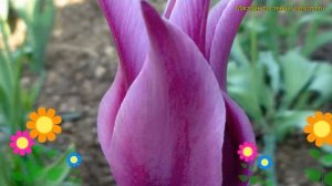 Тюльпан фостера Пёрпл дрим. Краткий обзор, описание характеристик, где купить луковицы Purple dream
