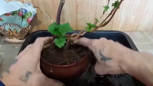 Как правильно делать обрезку бонсай из смороды How to prune currants bonsai смотреть онлайн