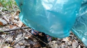 Багажник Опят за 5 минут - Легко! Безумная Тихая Охота 2020