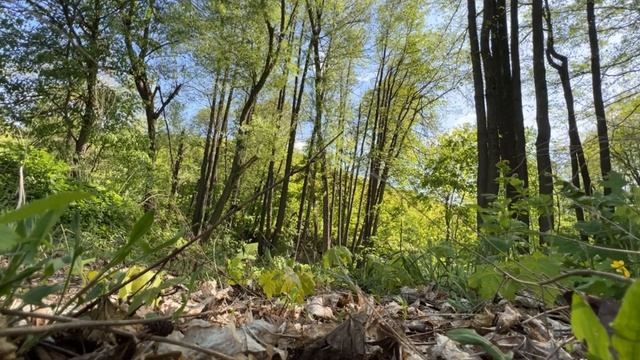 Пение птиц.Релакс.Лес.Сон. Bird singing. Relaxation. Forest. Sleep. смотреть онлайн