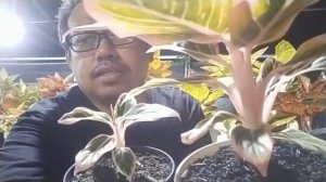 aglaonema lotus delight