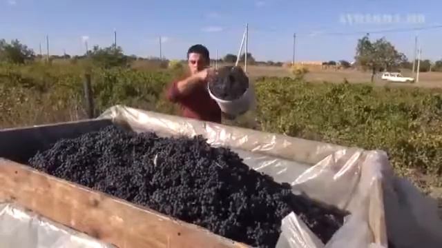 "Уборка винограда" смотреть онлайн