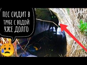 ВЫКИНУЛИ СОБАКУ С МАШИНЫ НА МОИХ ГЛАЗАХ?