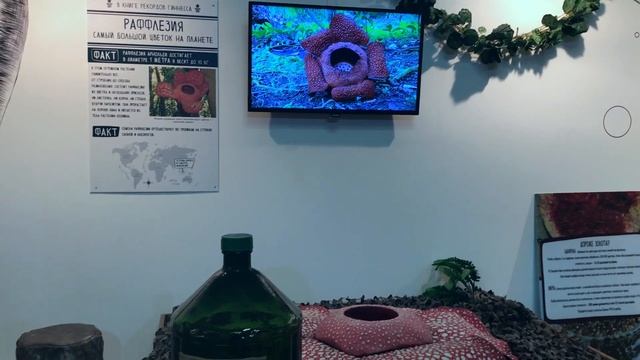 Музей ТИТИКАКА в СПб смотреть онлайн