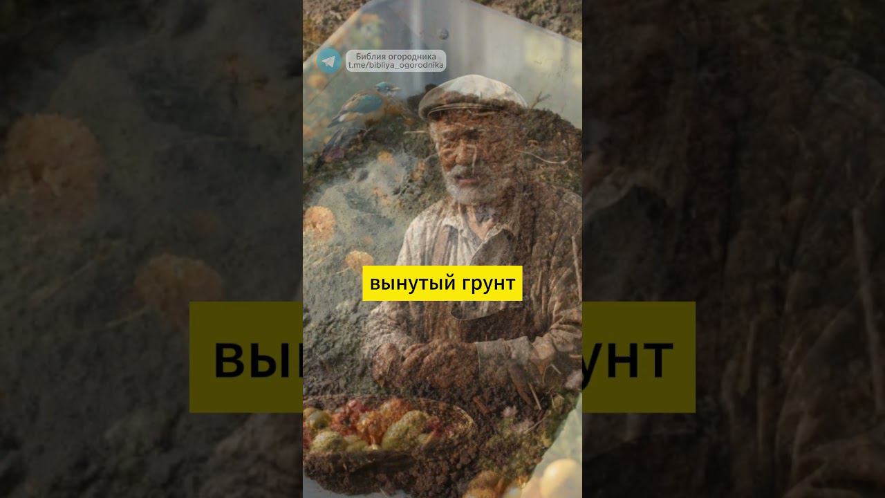 Увеличьте УРОЖАЙНОСТЬ МАЛИНЫ: хитрости для правильной посадки малины #малина #урожай #огород #сад