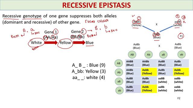 Epistasis | Types | Easiest and detailed explanation | Clear your doubt смотреть онлайн