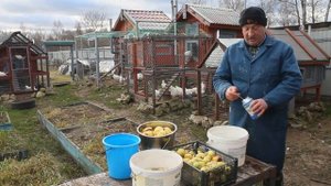 Яблочная витаминная кормовая добавка для кур несушек.