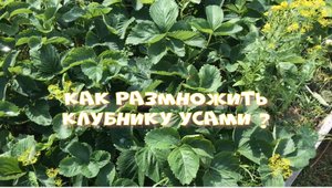 Как размножить клубнику усами И получить хороший урожай в следующем сезоне.mp4