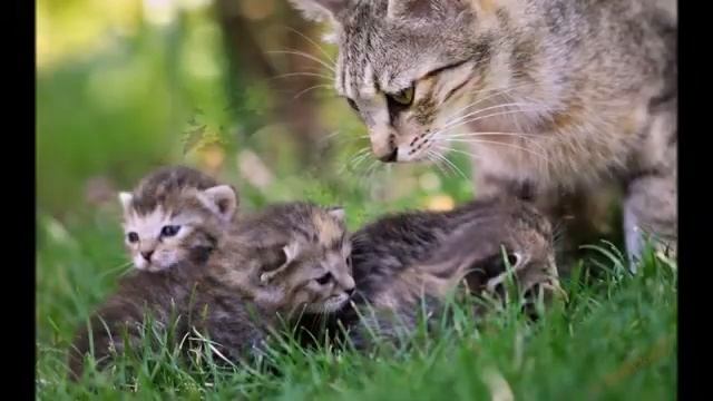 Биология 8 класс Домашние хищные звери  Кошки смотреть онлайн