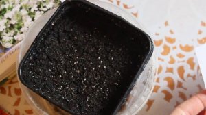 Как вырастить лобелию. Посев семян лобелии на рассаду.