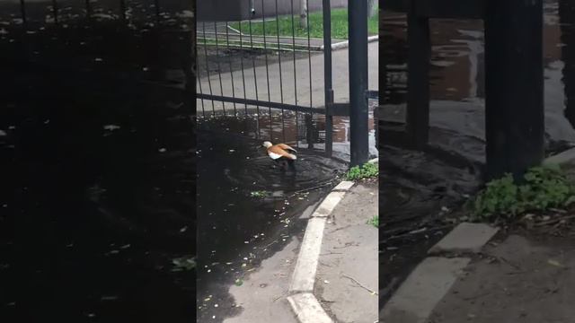 Утки топают смотреть онлайн