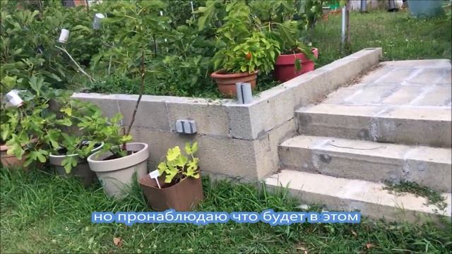 Figs in France. Инжир. Выращивание инжира в контейнере, полив, подкормка. Сорта инжира. Урожайность смотреть онлайн