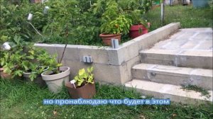 Figs in France. Инжир. Выращивание инжира в контейнере, полив, подкормка. Сорта инжира. Урожайность