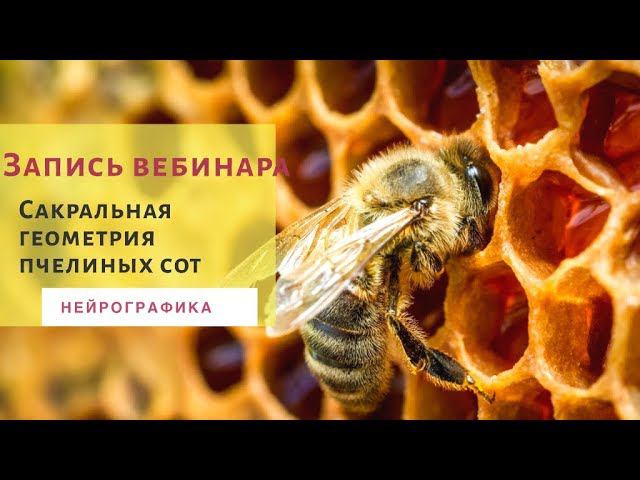 Сакральная геометрия пчелиных сот. Нейрографика.