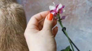 Phal. Jia Ho Summer Love - первое цветение, азиатский фаленопсис, ароматная орхидея мультифлора