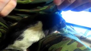 Колем "ДохлоКрыс", подкожная инЪекция. (Fancy Rats | Декоративные крысы)