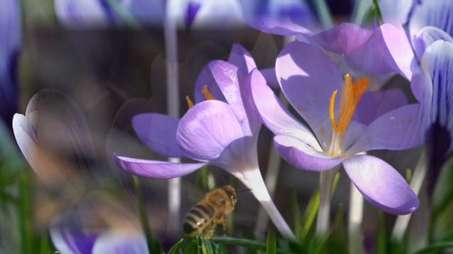 Весны цветение🎼🎵🎶Красивая музыка смотреть онлайн