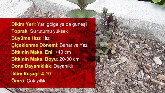 Çikolata Kokulu Nane Dikimi ve Bakımı - mentha X piperita chocolate mint смотреть онлайн